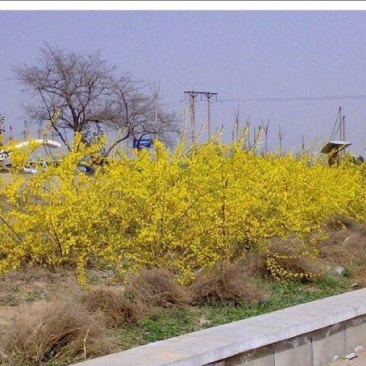 迎春花苗40~50cm