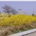 迎春花苗40~50cm