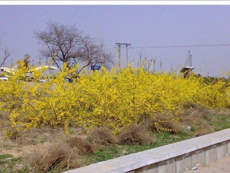 迎春花苗40~50cm