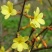 迎春花苗40~50cm