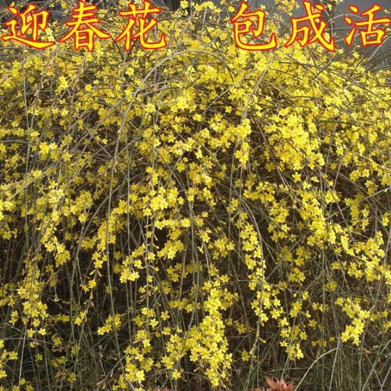 迎春花苗40~50cm