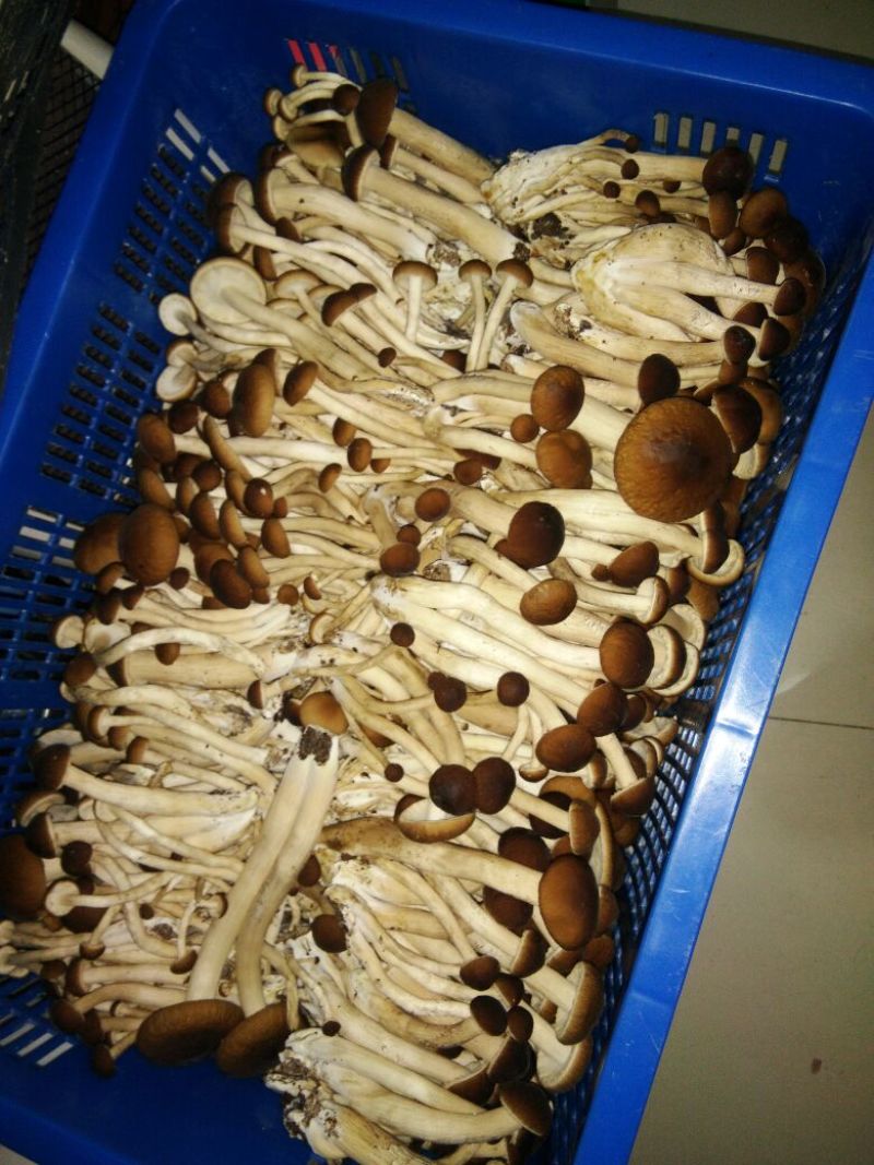 黄茶树菇12cm