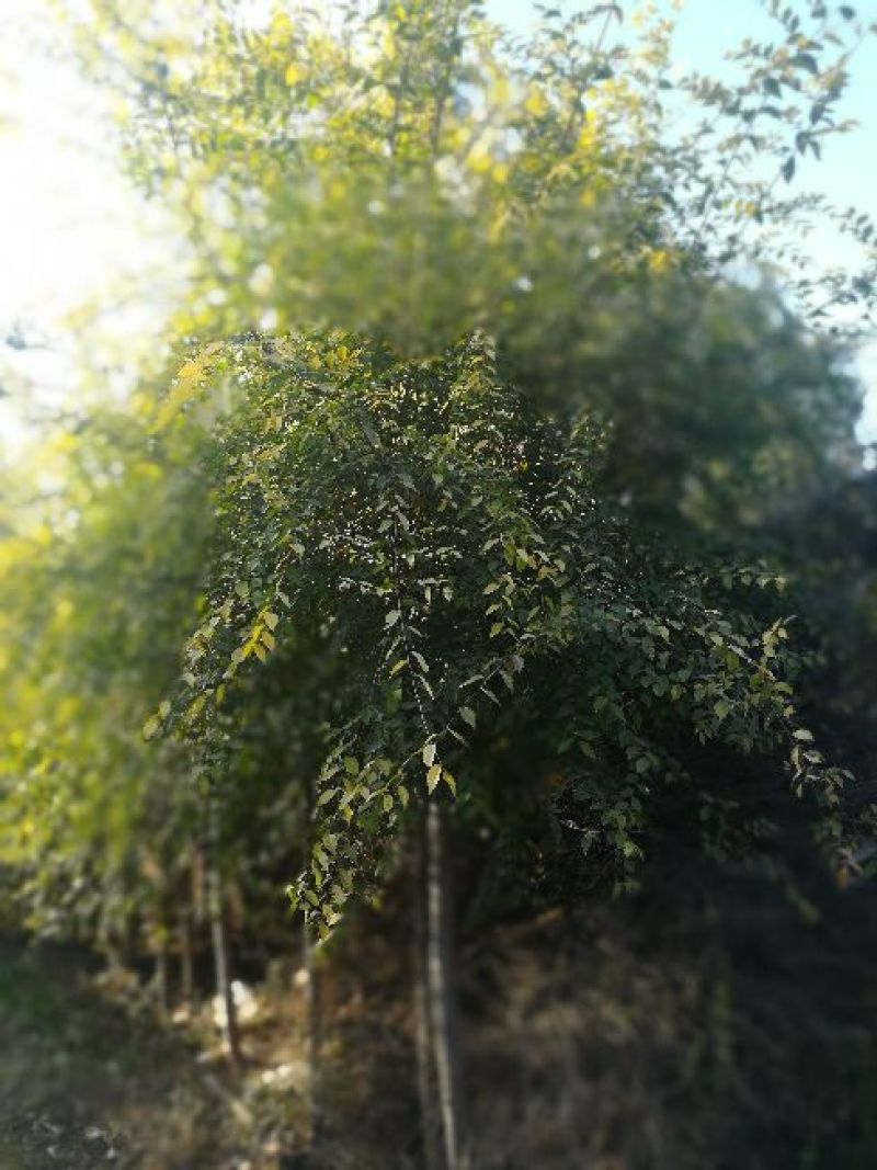 金叶榆10~12cm10~12cm2.5~3m