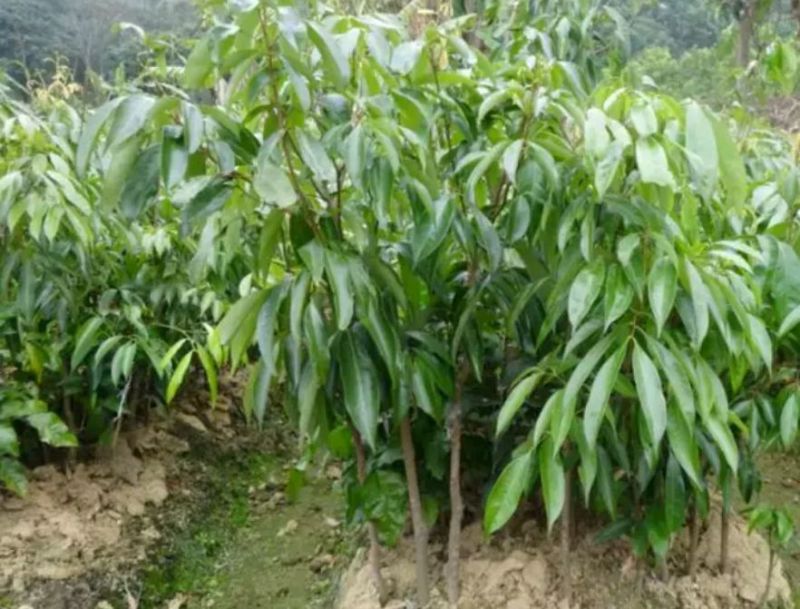 无核荔枝苗50~80cm