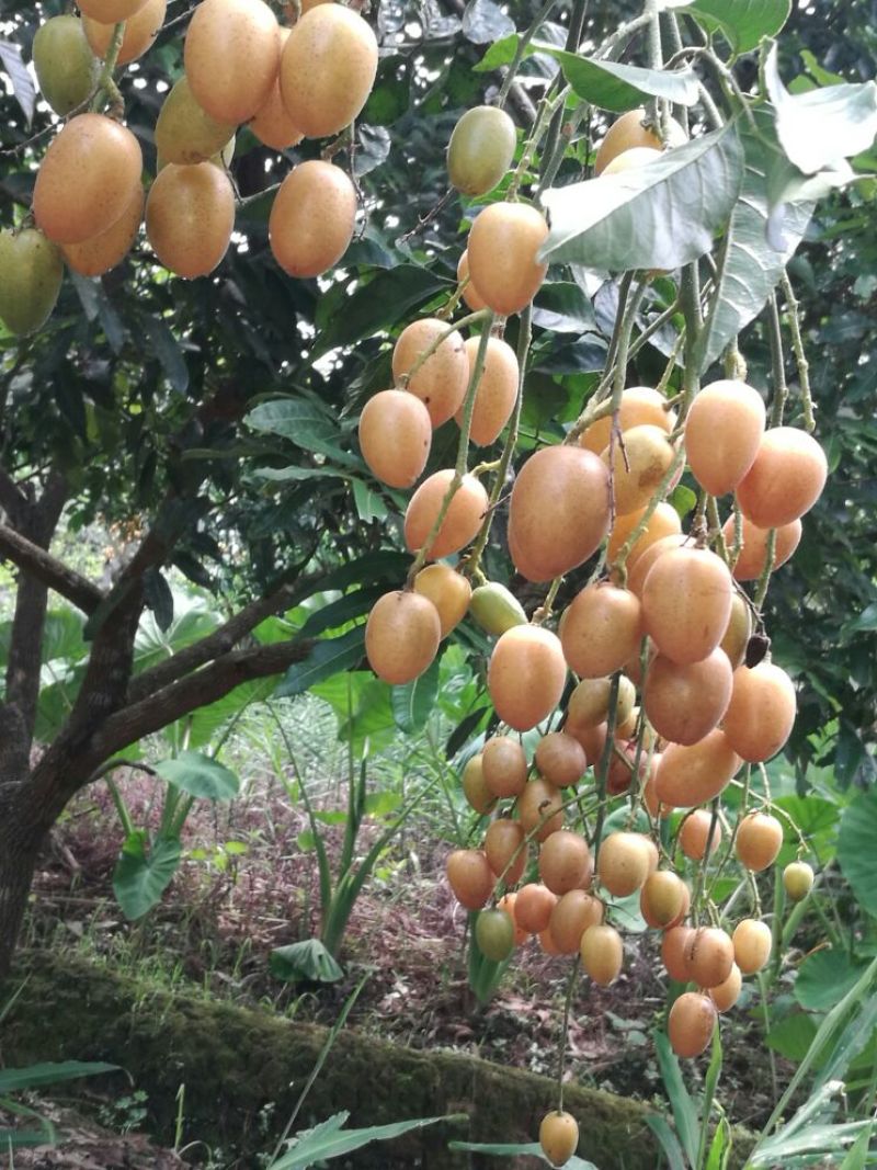黄皮果苗50~80cmcm