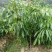 妃子笑荔枝苗50~80cm