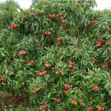 妃子笑荔枝苗50~80cm