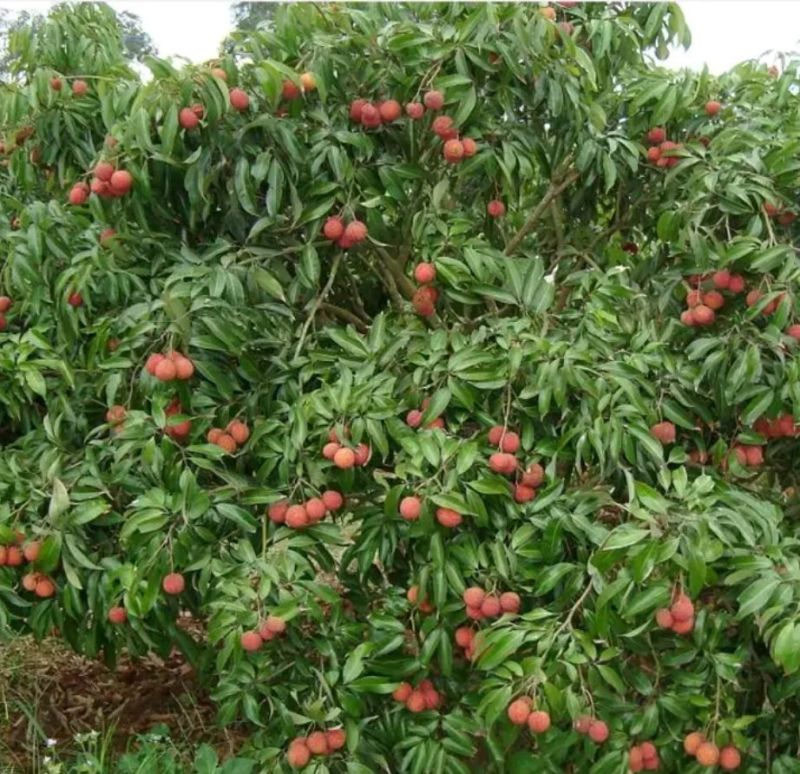 妃子笑荔枝苗50~80cm