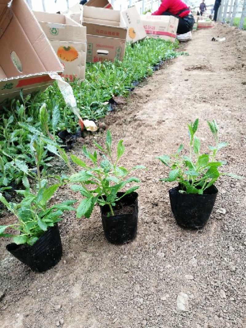 马鞭草柳叶马鞭草花海种苗