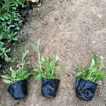 马鞭草柳叶马鞭草花海种苗