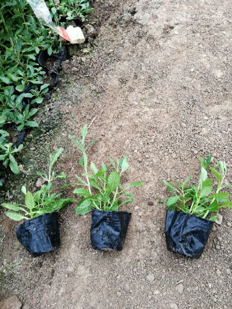 马鞭草柳叶马鞭草花海种苗