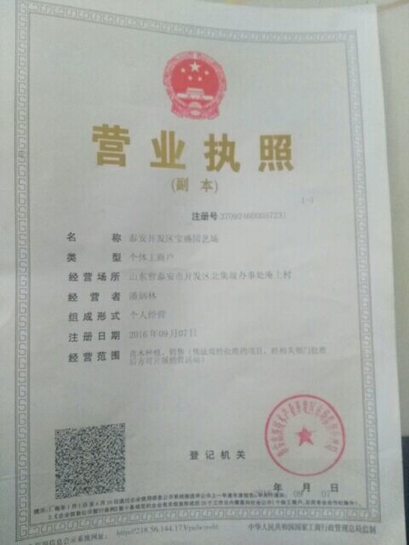 香椿苗大棚2公分，地裁苗山东泰安苗木批发基地