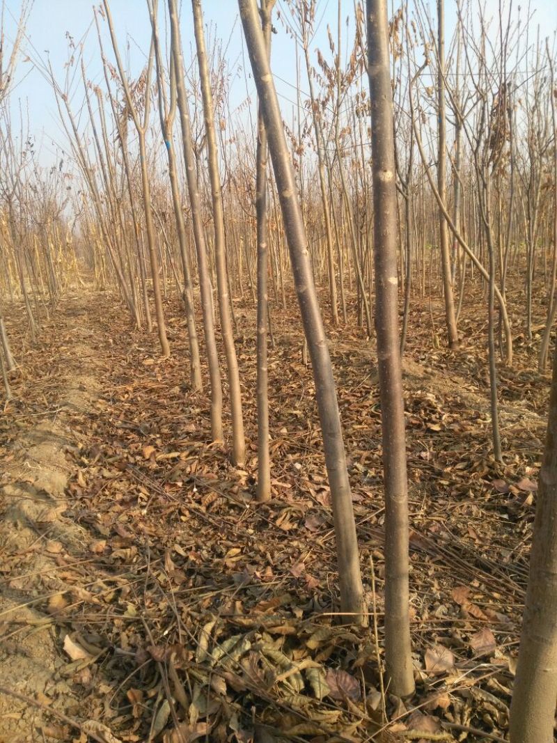 香椿苗大棚2公分，地裁苗山东泰安苗木批发基地