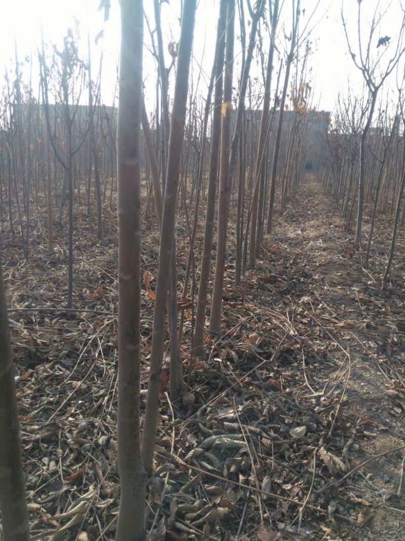 香椿苗大棚2公分，地裁苗山东泰安苗木批发基地