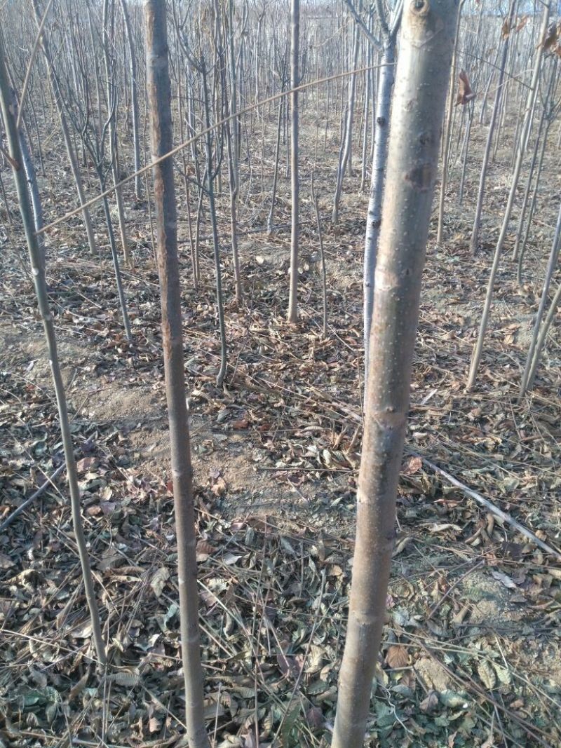 香椿苗大棚2公分，地裁苗山东泰安苗木批发基地