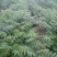 香椿苗大棚2公分，地裁苗山东泰安苗木批发基地