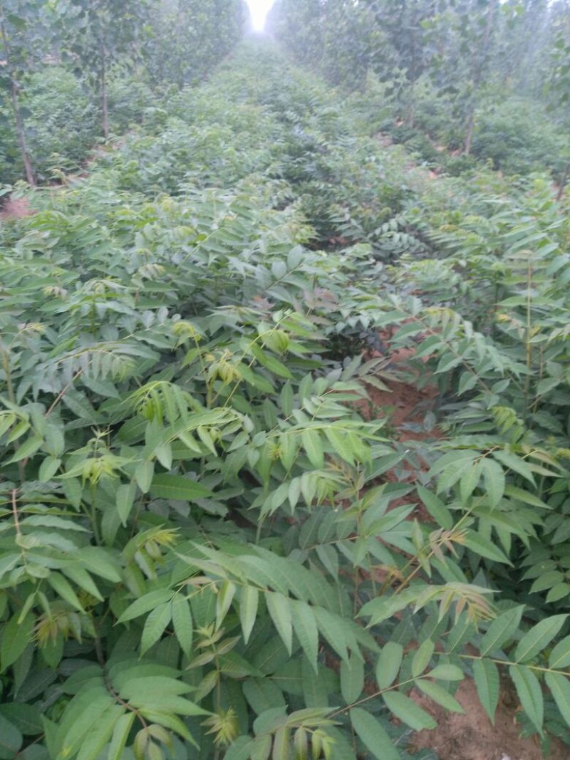 香椿苗大棚2公分，地裁苗山东泰安苗木批发基地