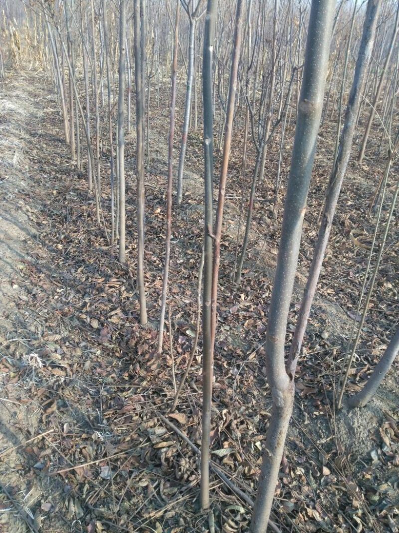 香椿苗大棚2公分，地裁苗山东泰安苗木批发基地