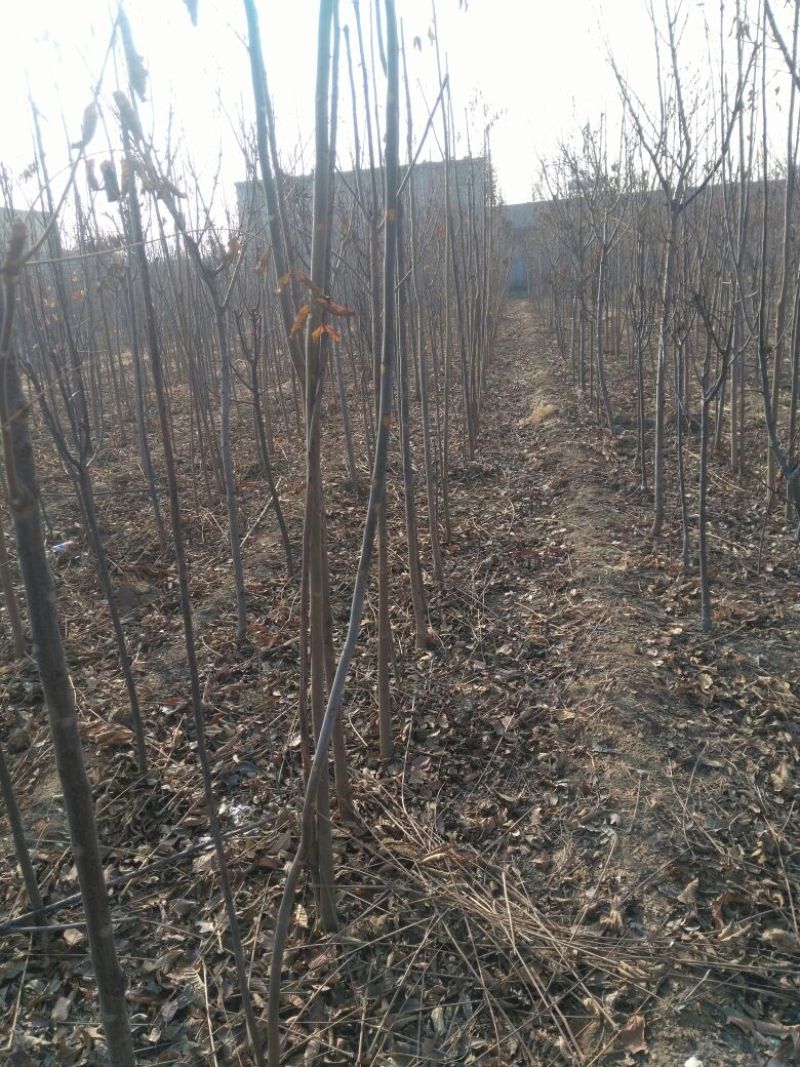 香椿苗大棚2公分，地裁苗山东泰安苗木批发基地