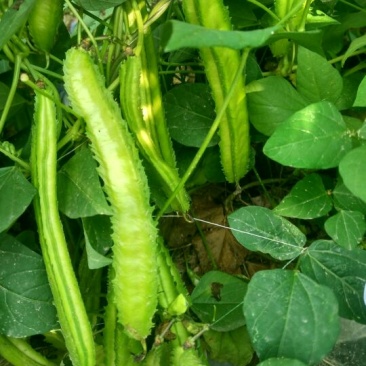 四棱豆5cm以下