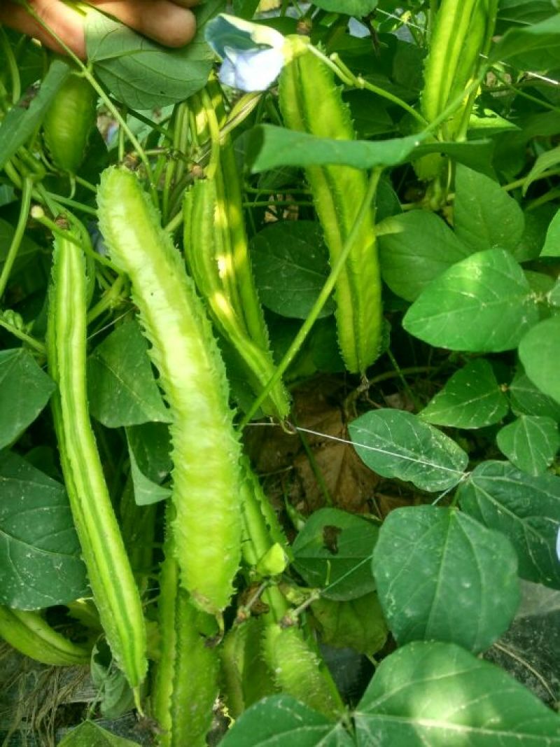 四棱豆5cm以下