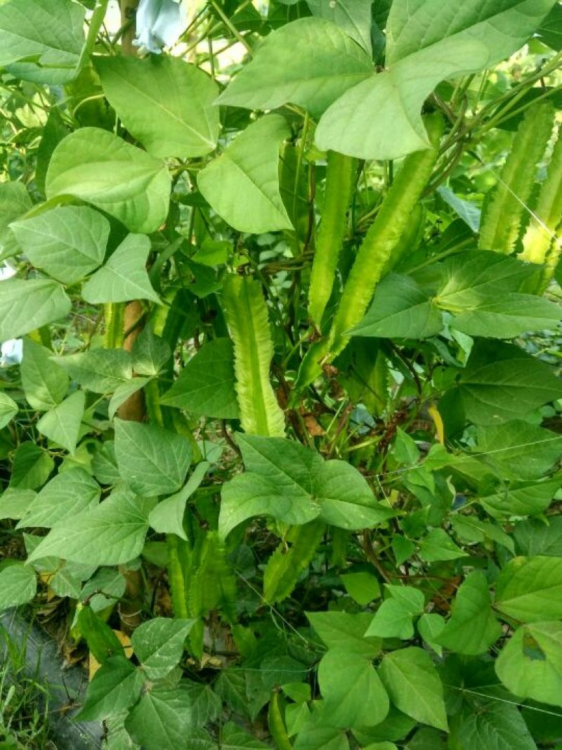 四棱豆5cm以下