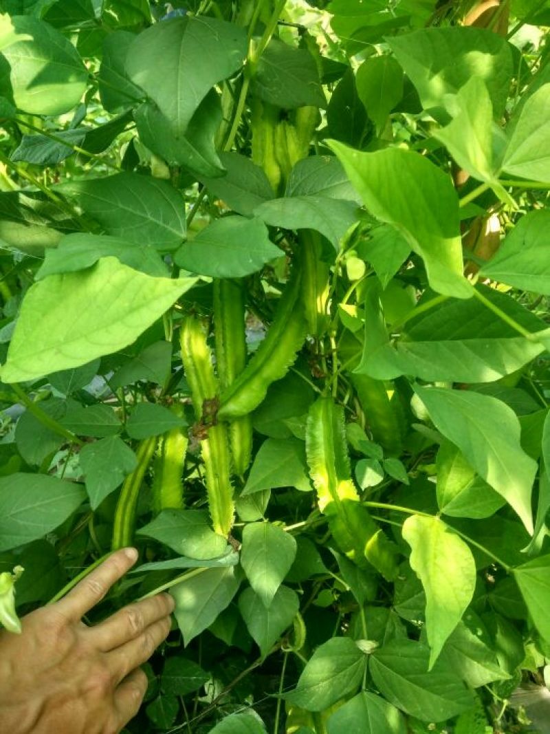 四棱豆5cm以下