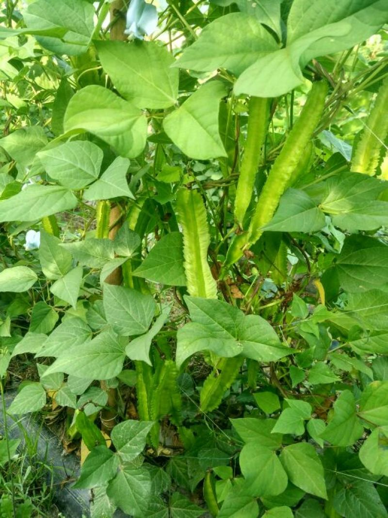 四棱豆5cm以下