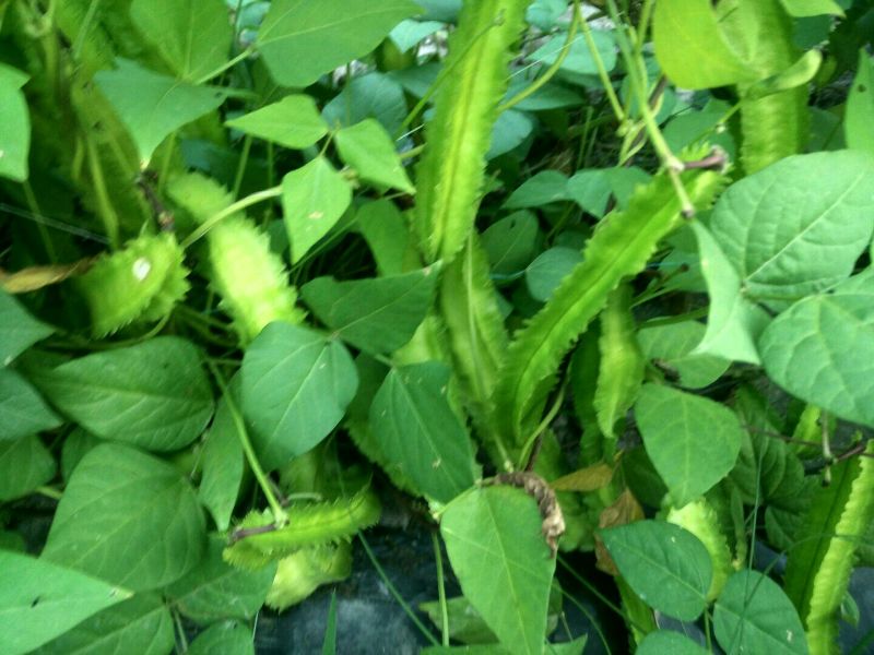 四棱豆5cm以下
