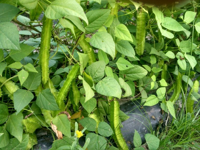 四棱豆5cm以下