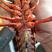 克氏原螯虾小龙虾主养4-6钱（20-30克）食用活虾