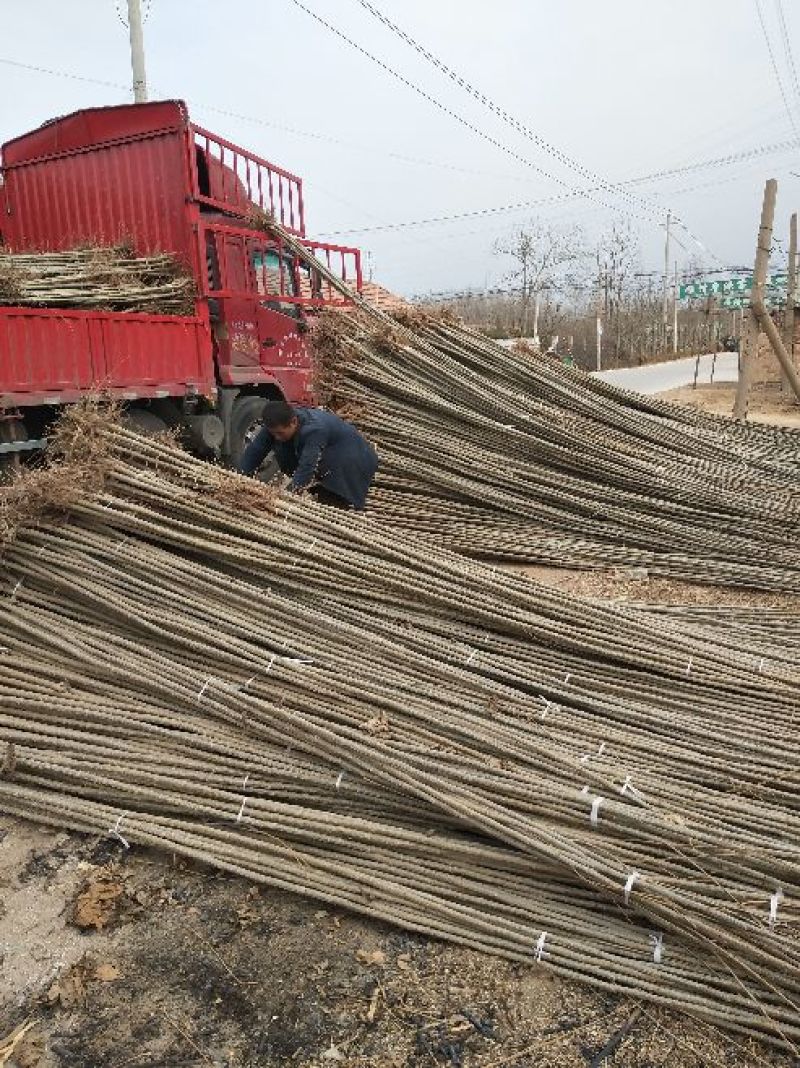 107杨树苗10cm以下杨树苗基地直发可视频看货