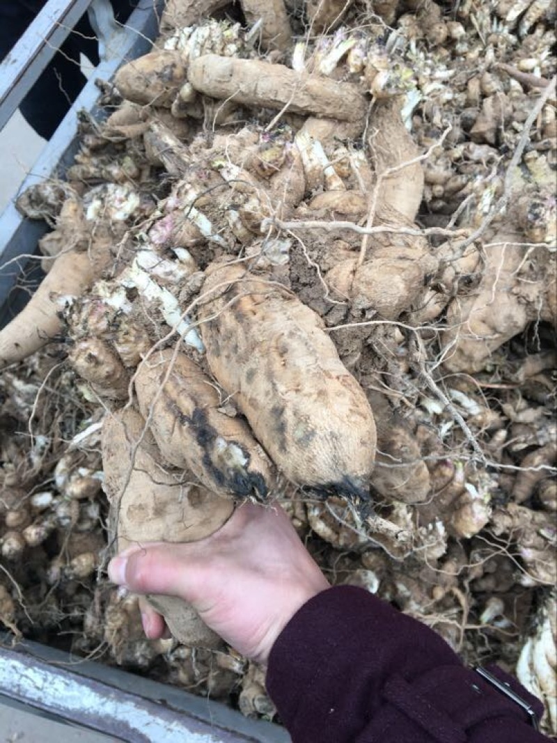 玄参芽玄参苗玄参种苗香蕉玄参红薯玄参投资小收益快