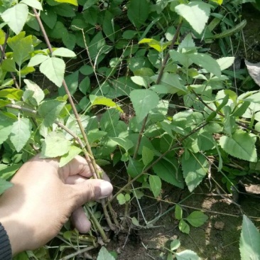 连翘苗40~50cm连翘树苗耐寒绿色花卉植物盆景盆栽