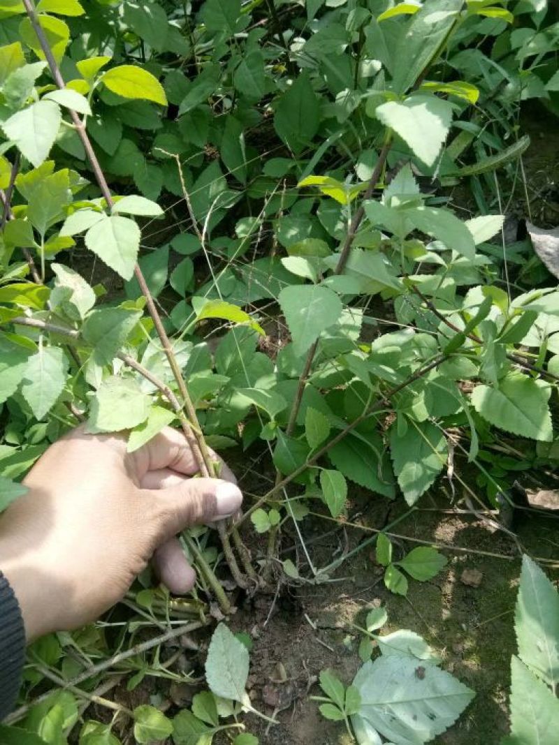 连翘苗40~50cm连翘树苗耐寒绿色花卉植物盆景盆栽