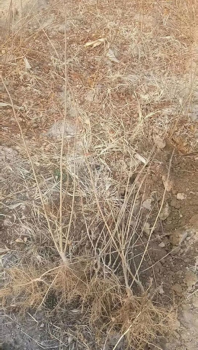 连翘苗40~50cm连翘树苗耐寒绿色花卉植物盆景盆栽
