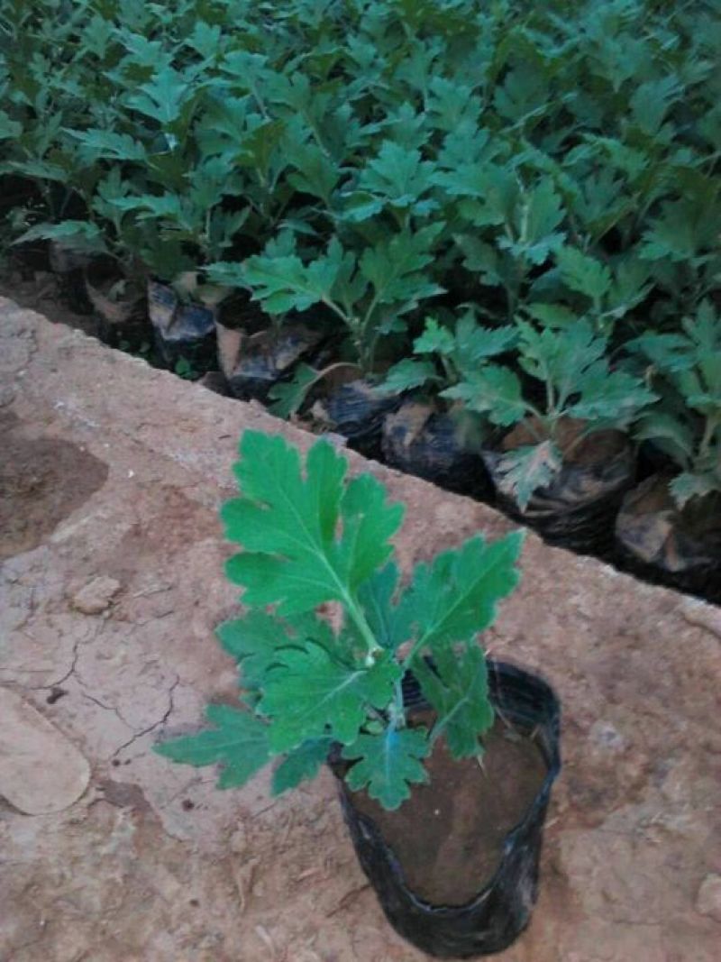粉黛乱子草山东粉黛乱子草柳叶马鞭草，毛地黄，郁金香