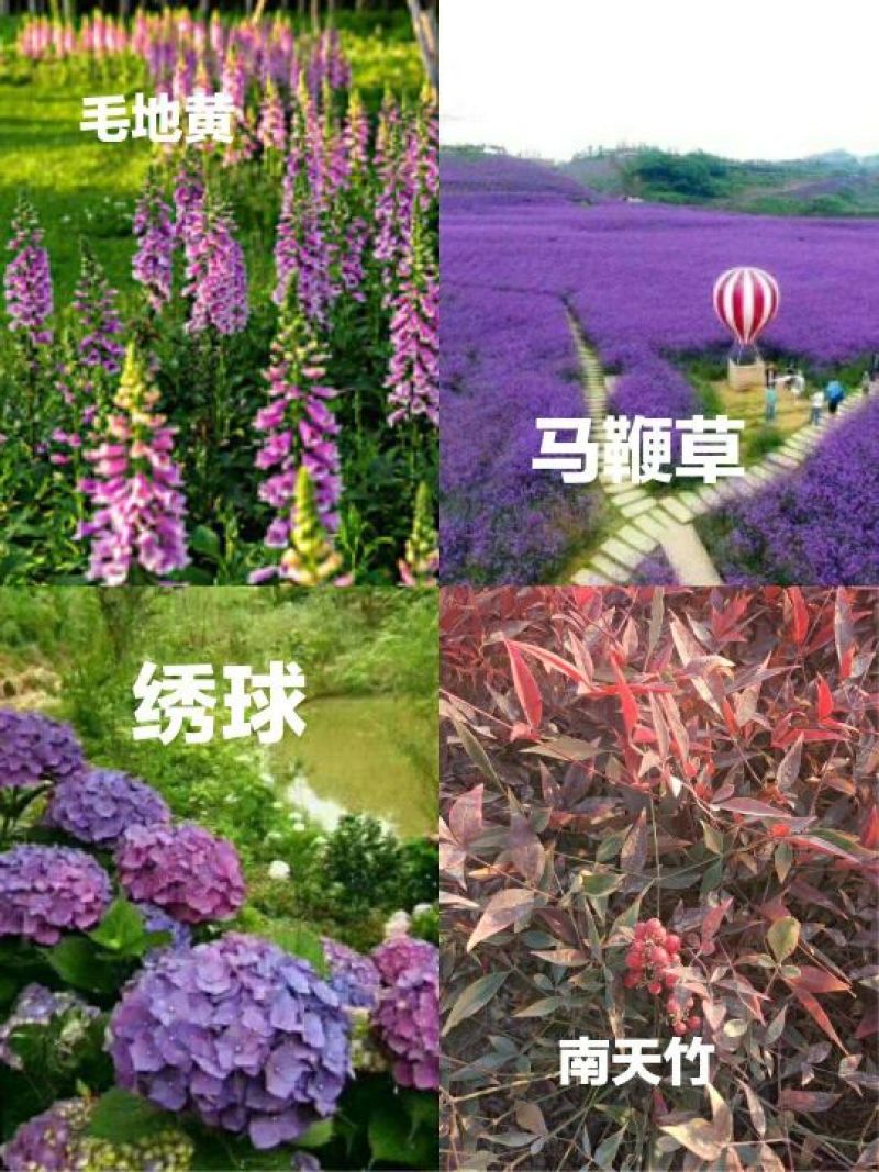 粉黛乱子草山东粉黛乱子草柳叶马鞭草，毛地黄，郁金香