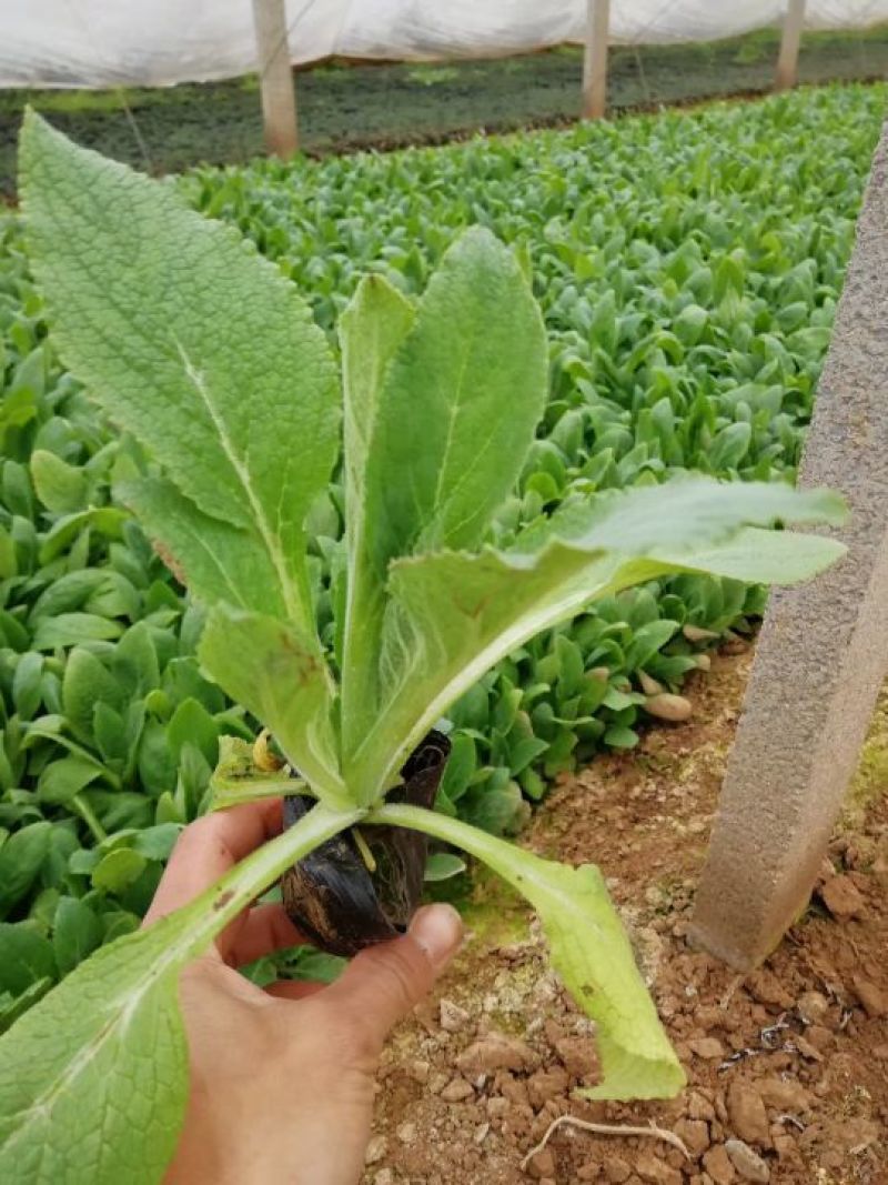 粉黛乱子草山东粉黛乱子草柳叶马鞭草，毛地黄，郁金香