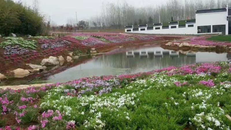 粉黛乱子草山东粉黛乱子草柳叶马鞭草，毛地黄，郁金香