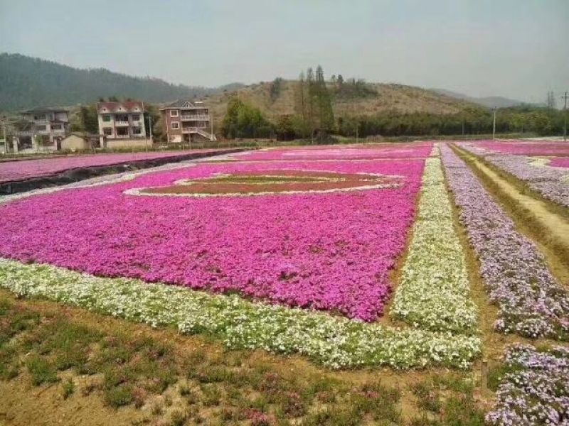 粉黛乱子草山东粉黛乱子草柳叶马鞭草，毛地黄，郁金香
