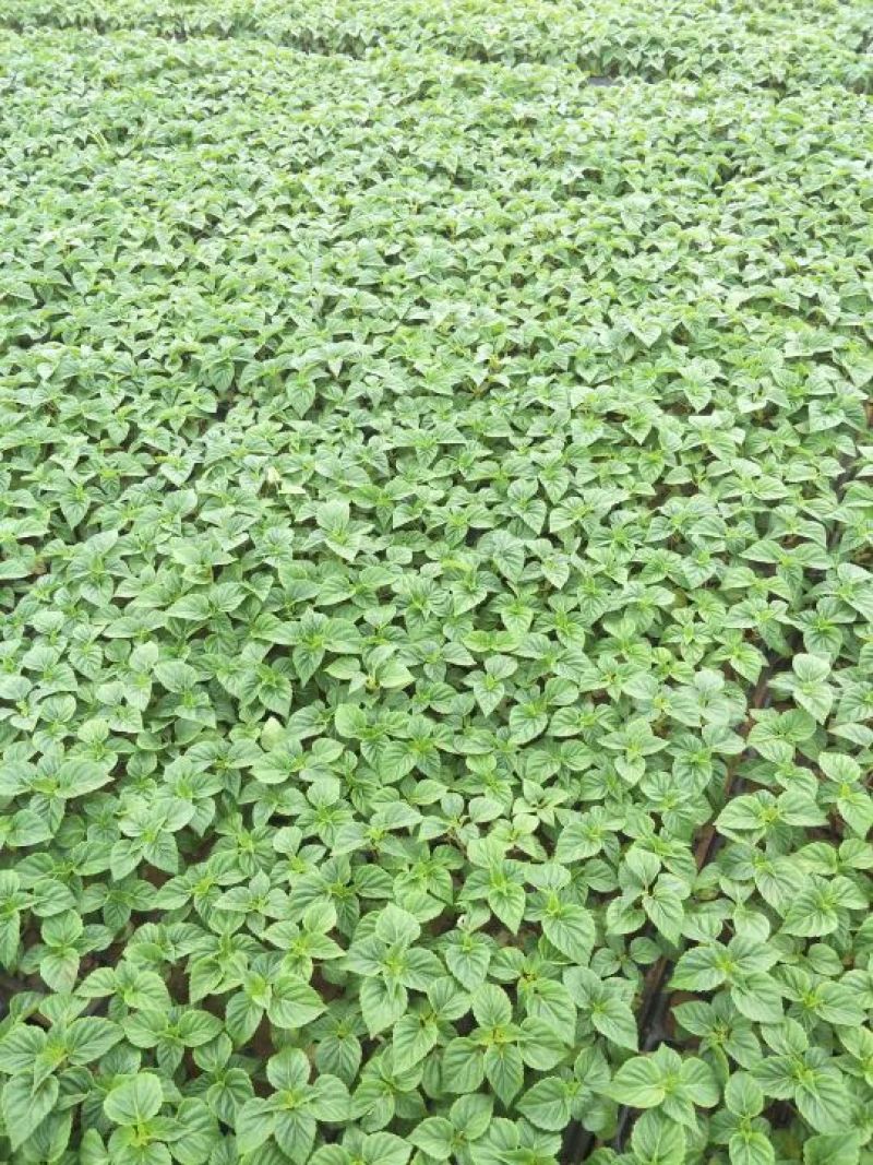 粉黛乱子草山东粉黛乱子草柳叶马鞭草，毛地黄，郁金香