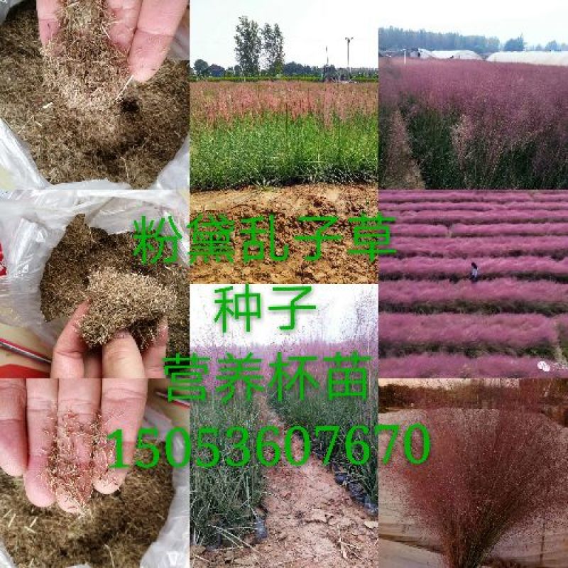 粉黛乱子草山东粉黛乱子草柳叶马鞭草，毛地黄，郁金香