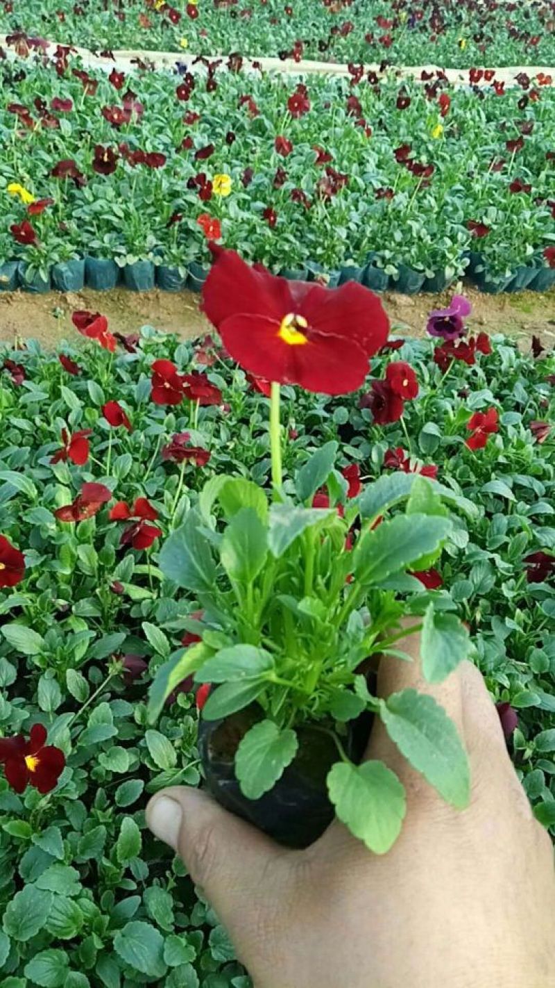 山东潍坊羽扇豆鲁冰花小花苗马鞭草粉黛乱子草小苗