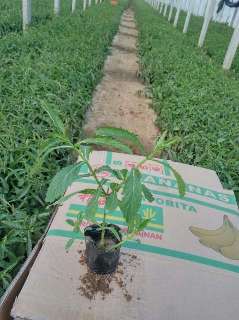 山东潍坊羽扇豆鲁冰花小花苗马鞭草粉黛乱子草小苗