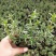 山东潍坊羽扇豆鲁冰花小花苗马鞭草粉黛乱子草小苗