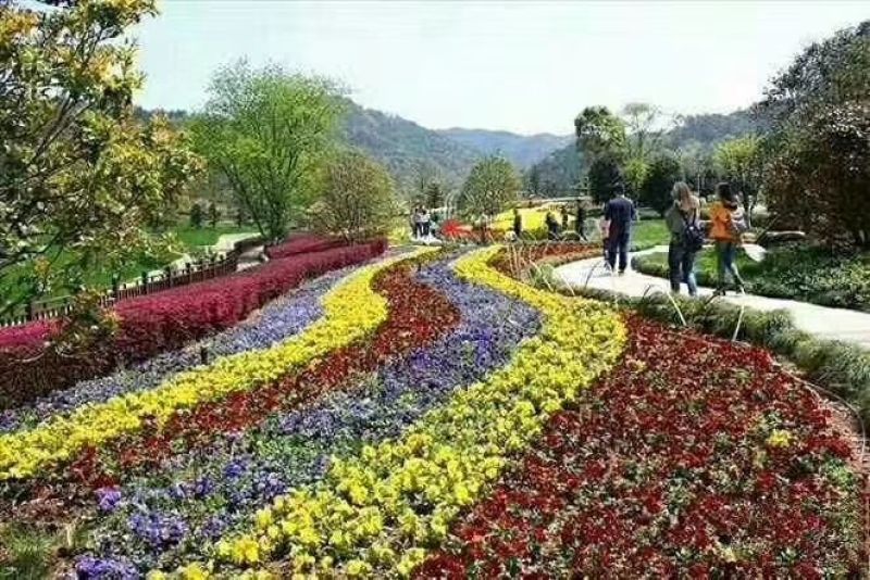 山东潍坊羽扇豆鲁冰花小花苗马鞭草粉黛乱子草小苗