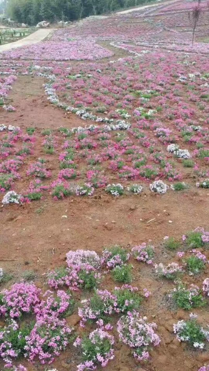 山东潍坊羽扇豆鲁冰花小花苗马鞭草粉黛乱子草小苗