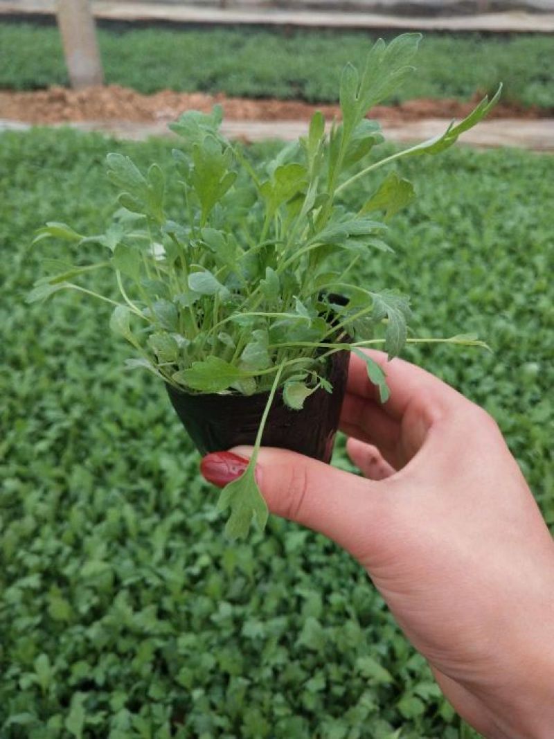 山东潍坊羽扇豆鲁冰花小花苗马鞭草粉黛乱子草小苗