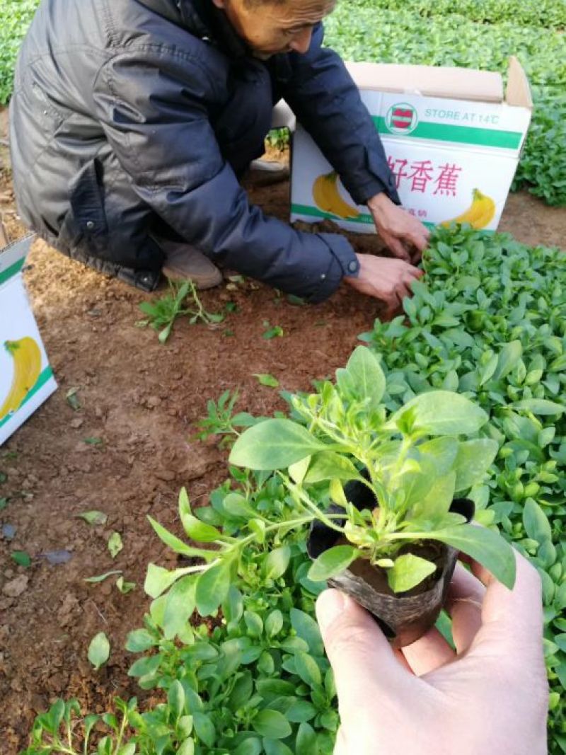 山东潍坊羽扇豆鲁冰花小花苗马鞭草粉黛乱子草小苗